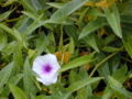 Thumbnail for version as of 15:51, 14 September 2007