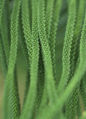 Thumbnail for version as of 04:50, 27 May 2007