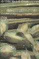 Thumbnail for version as of 16:12, 14 September 2007