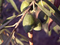 Thumbnail for version as of 19:57, 9 November 2007