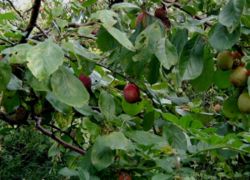 Plum (Prunus domestica)
