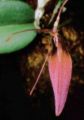 Restrepia dodsonii