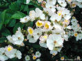 Thumbnail for version as of 13:55, 29 April 2007