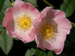 Dog Rose in flower