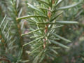 Macro (Closeup) shot of specimen in Titusville, FL