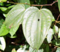 Bauhinia championii