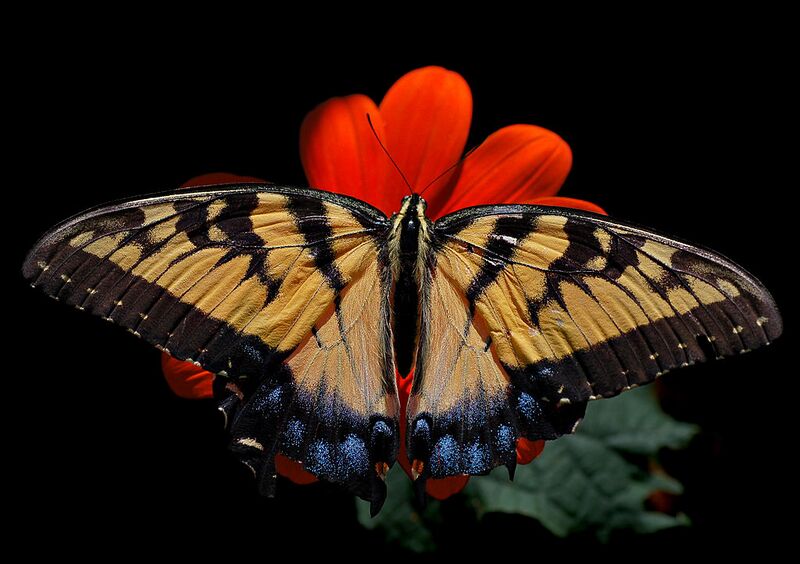 File:1024px-Eastern Tiger Swallowtail Papilio glaucus Female 2838px.jpg