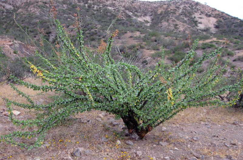 File:1024px-Fouquieriainleaf.jpg