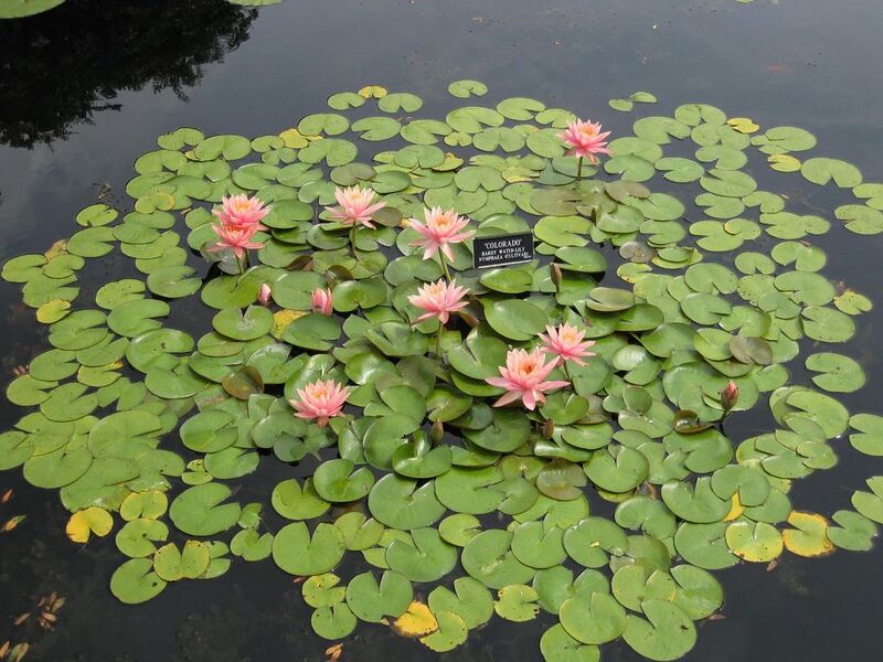 File:1024px-IMG 0874 bbg09.jpg