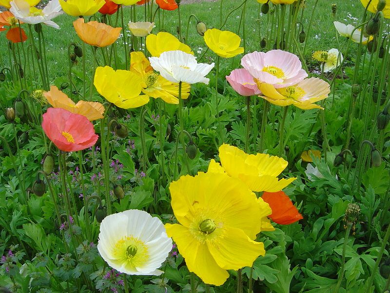 File:1024px-Papaver nudicaule dsc00913.jpg