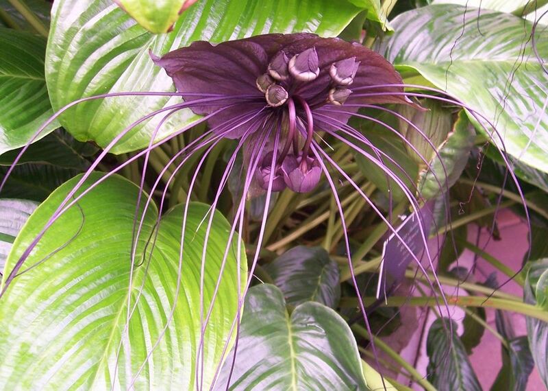 File:1024px-Tacca chantrieri172799839.jpg