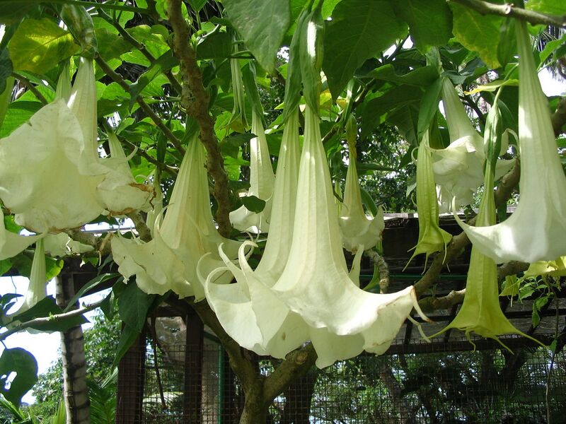 File:1280px-Brugmansia-6175.jpg