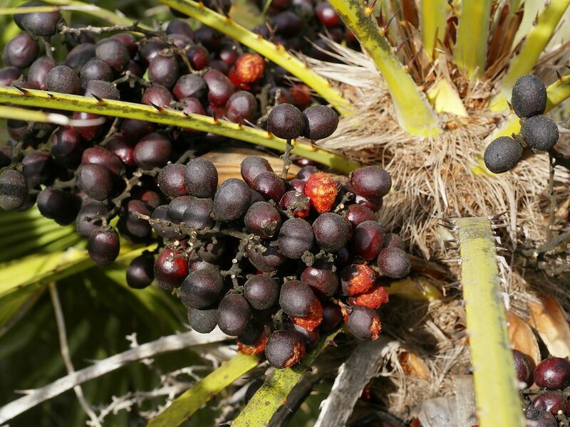 File:1280px-Chamaerops humilis (fruits).jpg