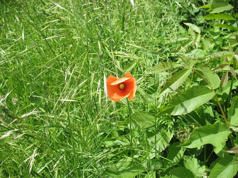 File:1280px-Hohentwiel Saat-Mohn.JPG