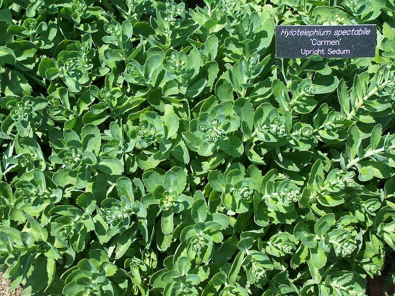 File:1280px-Hylotelephium spectabile MN 2007.JPG