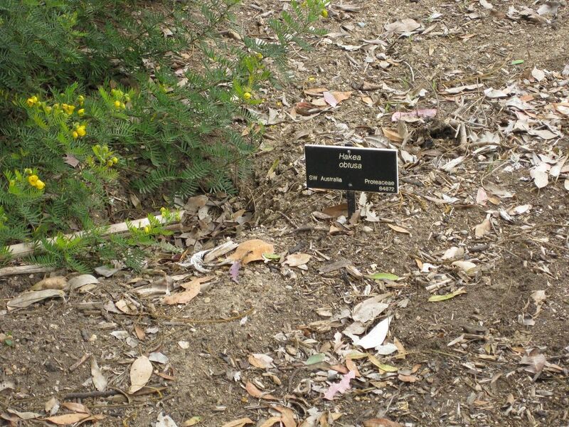 File:1280px-IMG 4839 hunt0904.jpg