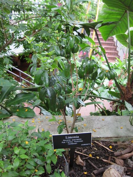 File:576px-IMG 0931 bbg09.jpg