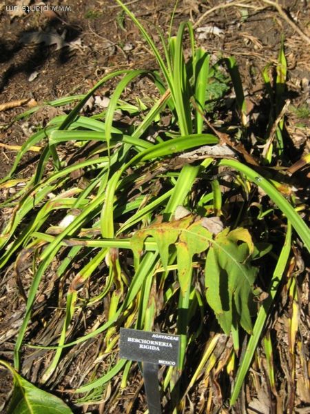 File:Beschorneria rigida-IMG 7741 sfbg0308.jpg
