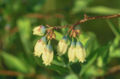 Thumbnail for version as of 05:10, 14 April 2007