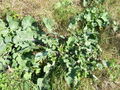 Thumbnail for version as of 14:26, 9 June 2007