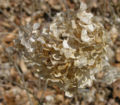 Hills-of-Snow Hydrangea "Grandiflora"