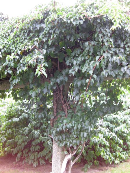 File:IMG 1343 bbg09.jpg