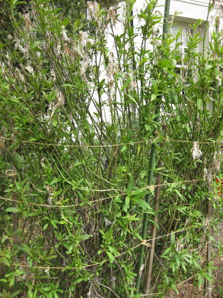 File:IMG 5236 hunt0904.jpg