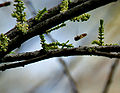 Flowering twigs.