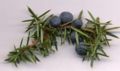 Juniper "berries", which are used to flavor gin, are actually modified cones.