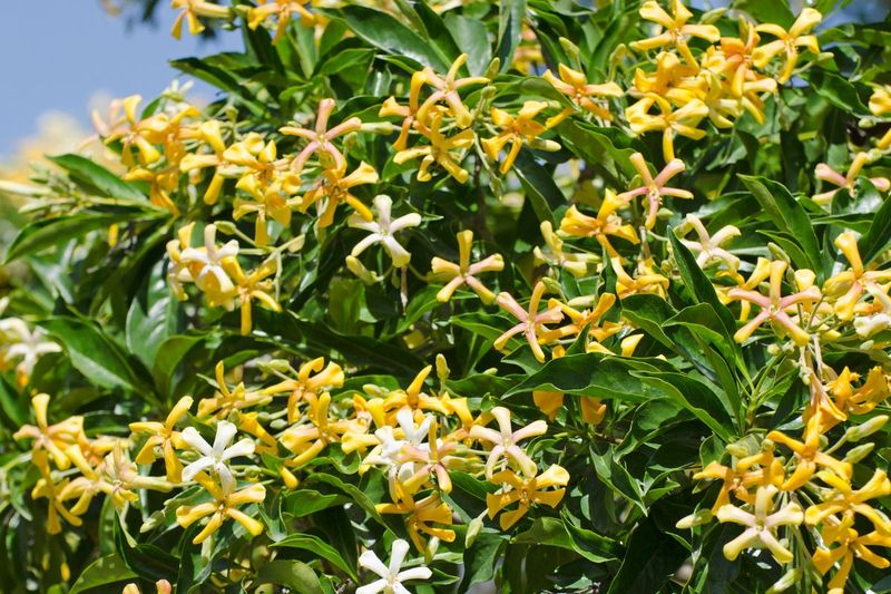 File:Native Frangipani (Hymenosporum flavum).jpg