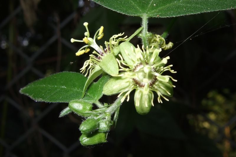 File:Passiflora suberosa (flower).jpg