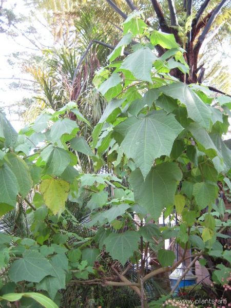 File:Rojasianthe superba-IMG 7594 sfbg0308.jpg