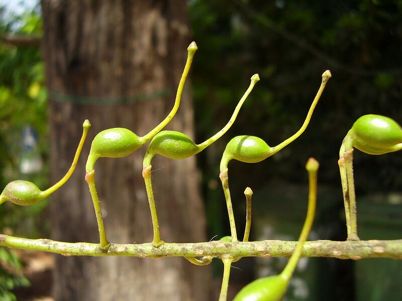 File:1024px-Grevillea robusta unripe seed pods 01.jpg