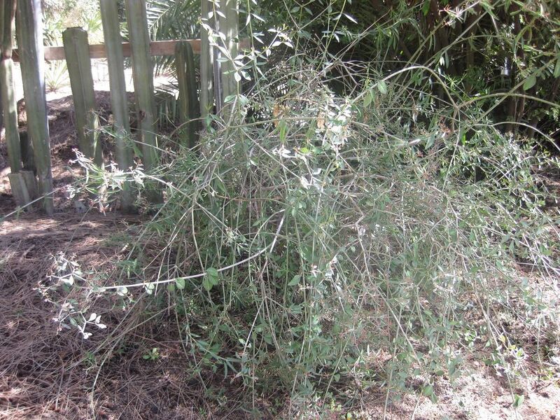 File:1024px-IMG 2272 hunt0903.jpg