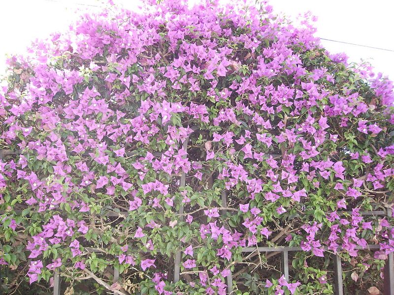 File:1280px-Bougainvillea spectabilis in Calella.JPG