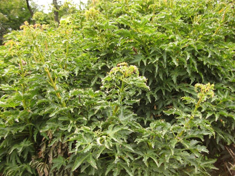 File:1280px-IMG 1417 bbg09.jpg