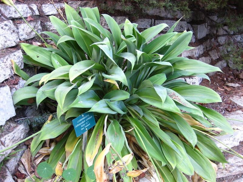 File:1280px-IMG 2602 ucla09.jpg