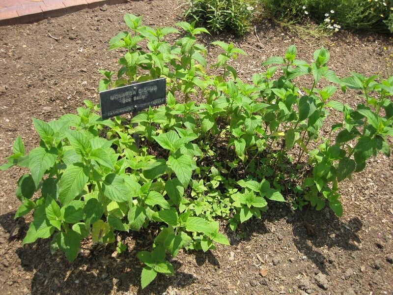 File:1280px-IMG 7692 hunt09jun.jpg