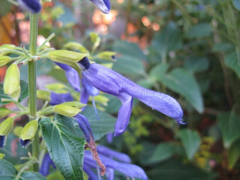 File:1280px-Salvia mexicana 'Limelight'2.jpg