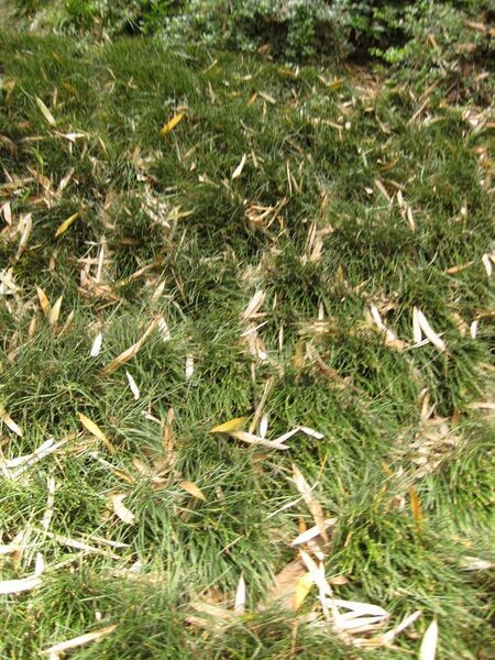 File:576px-IMG 7232 hunt09jun.jpg