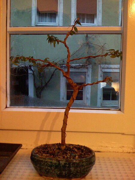 File:576px-Myrtle (Myrtus communis) bonsai.jpg