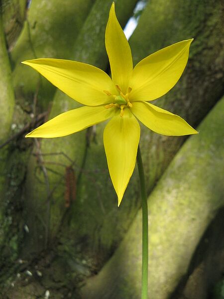 File:576px-Tulipa sylvestris (flower)2.jpg