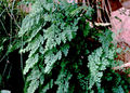 Thumbnail for version as of 05:50, 6 November 2007