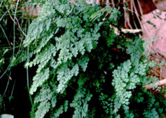 Adiantum capillus-veneris