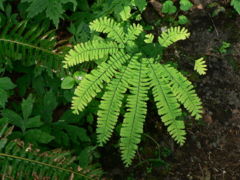 Northern Maidenhair (Adiantum pedatum)