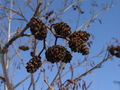 Female inflorescence
