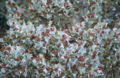 Thumbnail for version as of 08:29, 2 July 2007