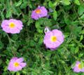 Cistus incanus