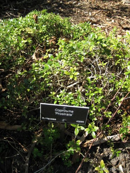 File:Coprosma-prostata-IMG 0617 hunt07.jpg