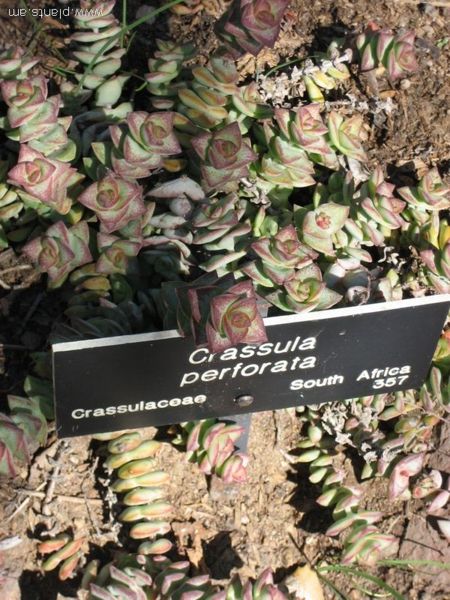 File:Crassula perforata-IMG 0345 hunt07.jpg
